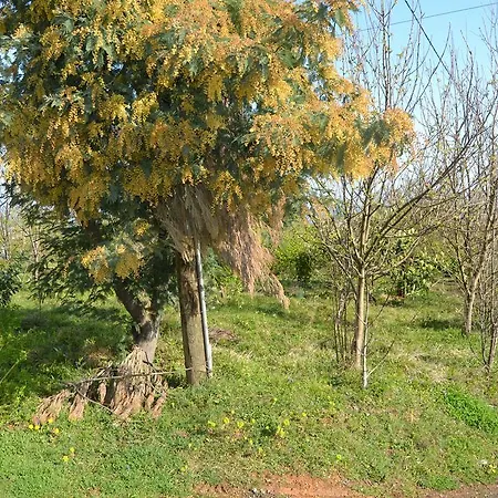 Zeynep Apart Apartment *